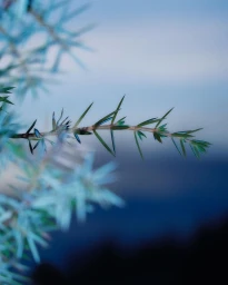 Close-up of a sharp juniper twig with pointed needles against a soft blue and dark out-of-focus background.