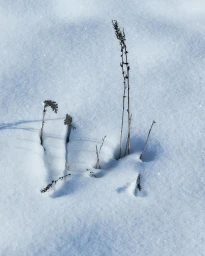 Dry winter stalks protruding through a fresh layer of glittering snow