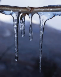 Close up macro photograph of translucent icicles hanging from a bare wooden branch against a blurred winter background.