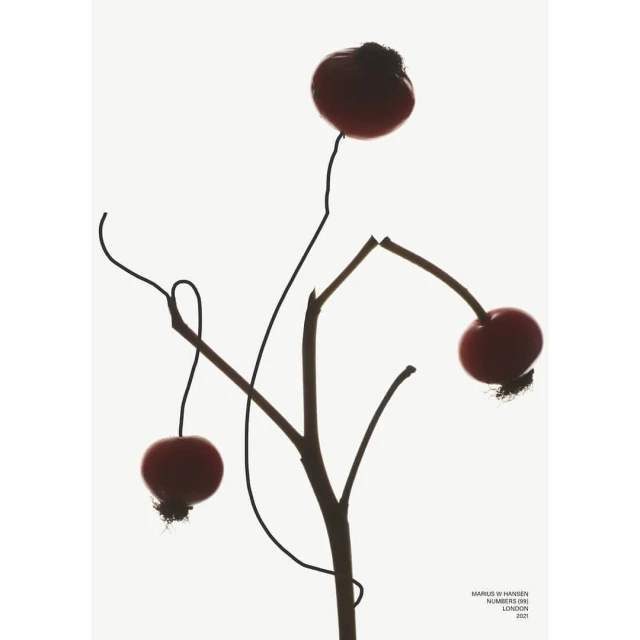 Three rose hips on a dark stem are backlit against a pale background, creating a striking silhouette effect in a studio setting.
