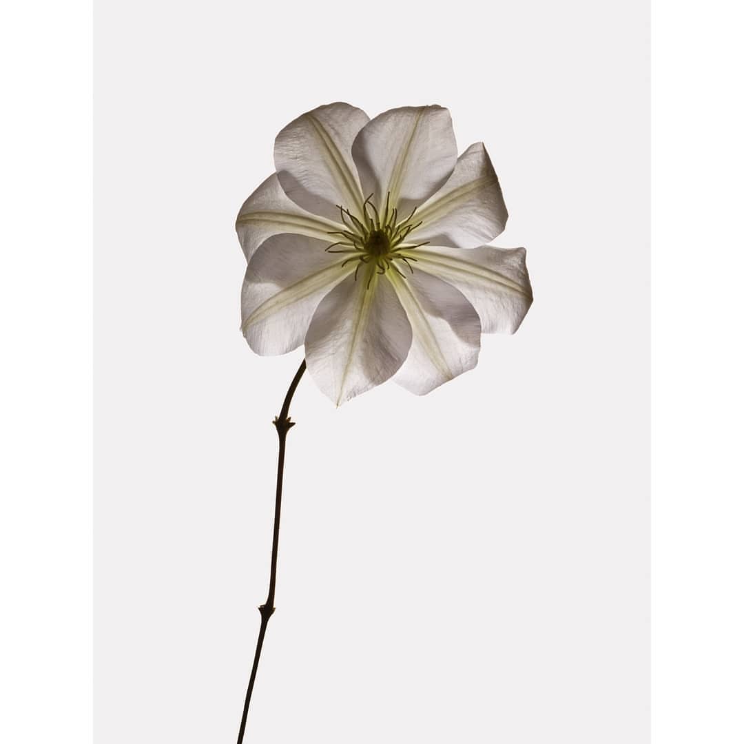 Macro shot of a single white clematis flower in full bloom with its stem against a bright white backdrop, showcasing its intricate details.