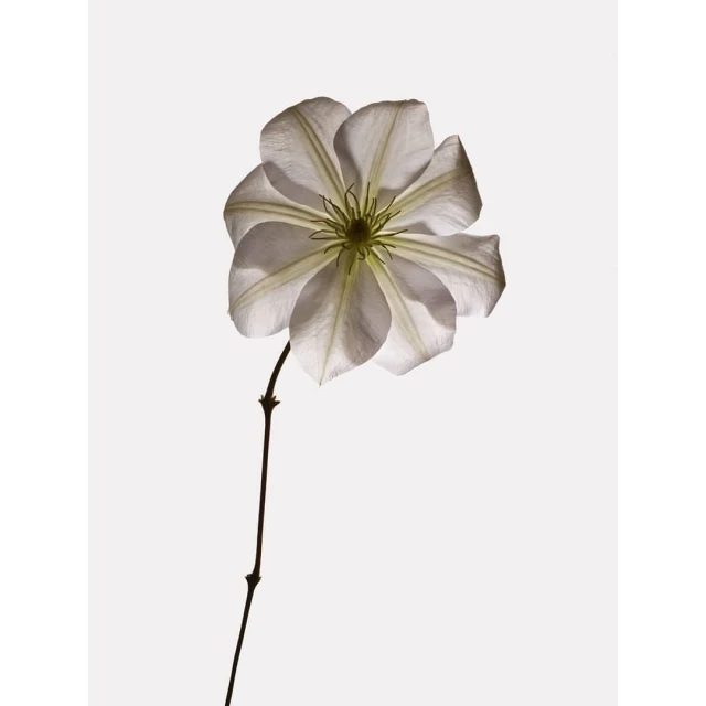 Macro shot of a single white clematis flower in full bloom with its stem against a bright white backdrop, showcasing its intricate details.