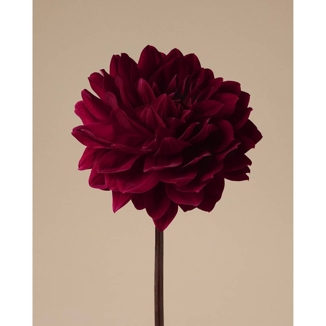 A dark red dahlia flower in full bloom is featured on a brown stem against a neutral background, showcasing its velvety petals.