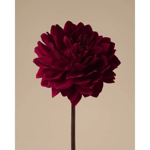 A dark red dahlia flower in full bloom is featured on a brown stem against a neutral background, showcasing its velvety petals.