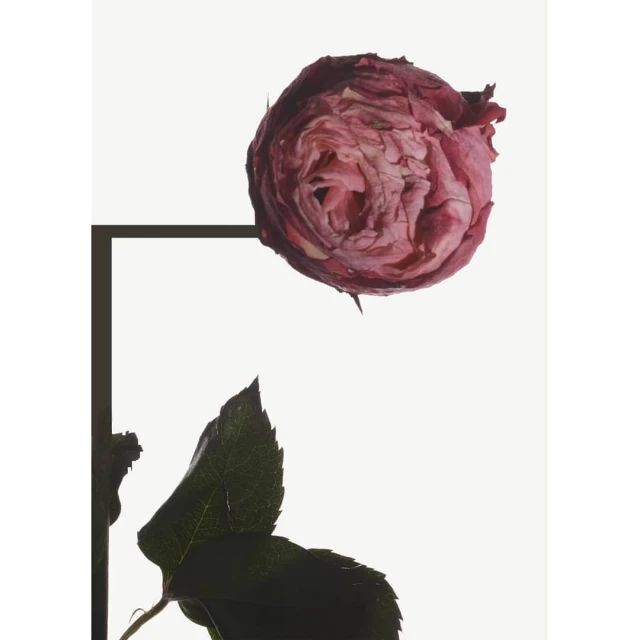 Close-up studio shot of a wilting pink rose with dark green leaves, set against a stark white backdrop with a graphic black line element.