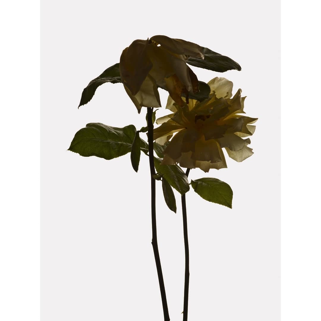 Close-up studio shot of a wilting yellow rose blossom with dark stems and green leaves against a bright white background.