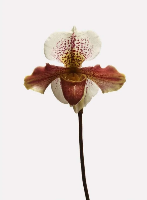 A single white and maroon Paphiopedilum orchid flower on a thin stem, isolated against a white background in a close-up studio shot.