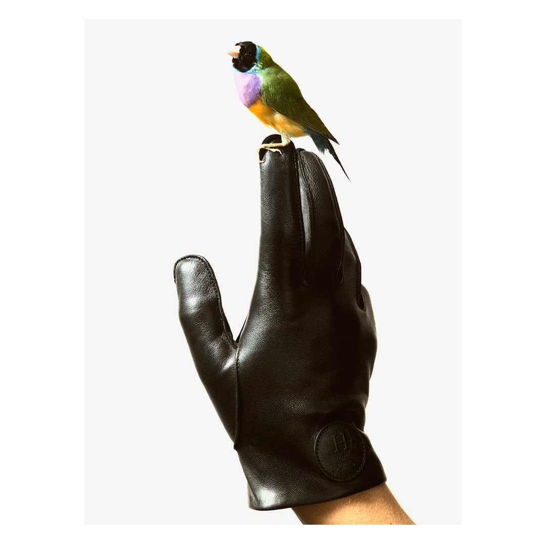 Gouldian finch perched on the finger of a person wearing a black leather glove against a clean white background in a studio setting.