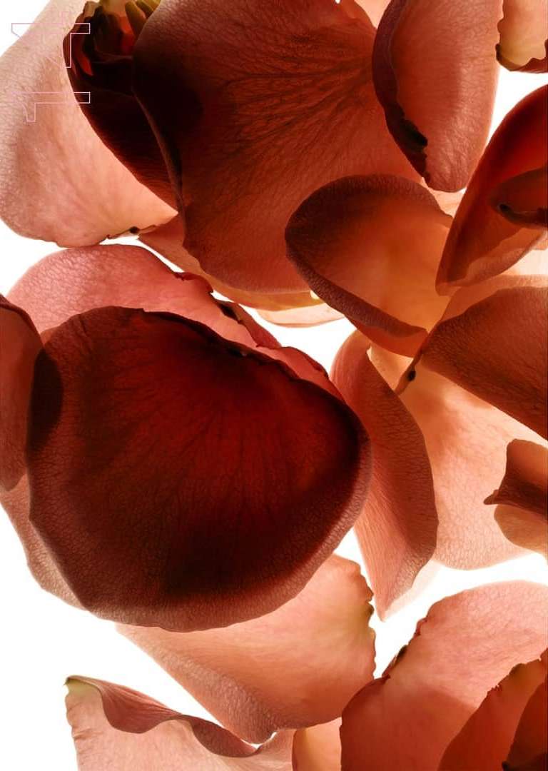 Close-up of rose petals in shades of pink and maroon against a bright white background creating a soft, delicate floral display.