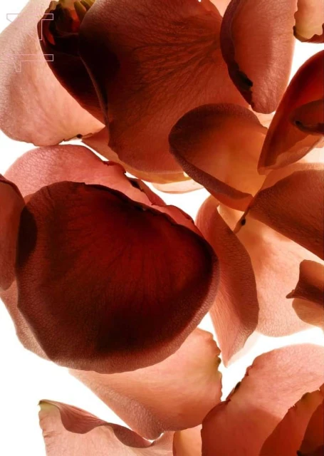 Close-up of rose petals in shades of pink and maroon against a bright white background creating a soft, delicate floral display.