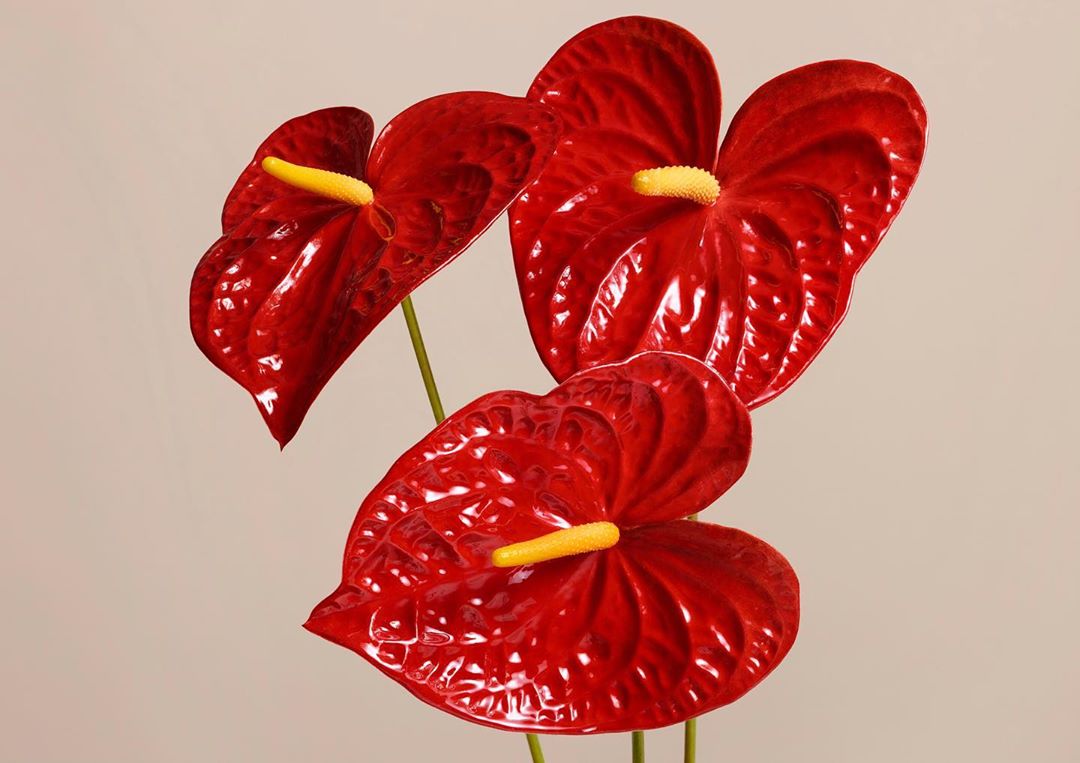 Three glossy red Anthurium flowers with spadices and stems against a neutral background, artful botanical arrangement.