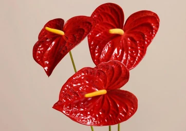 Three glossy red anthurium flowers with bright yellow spadixes against a neutral light background