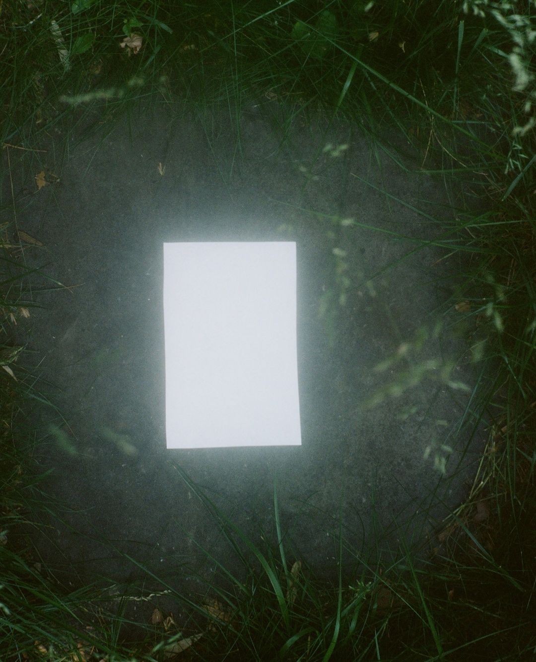 Clean white rectangle on a forest floor amid green grass and leaves, creating a striking contrast in a natural outdoor setting.