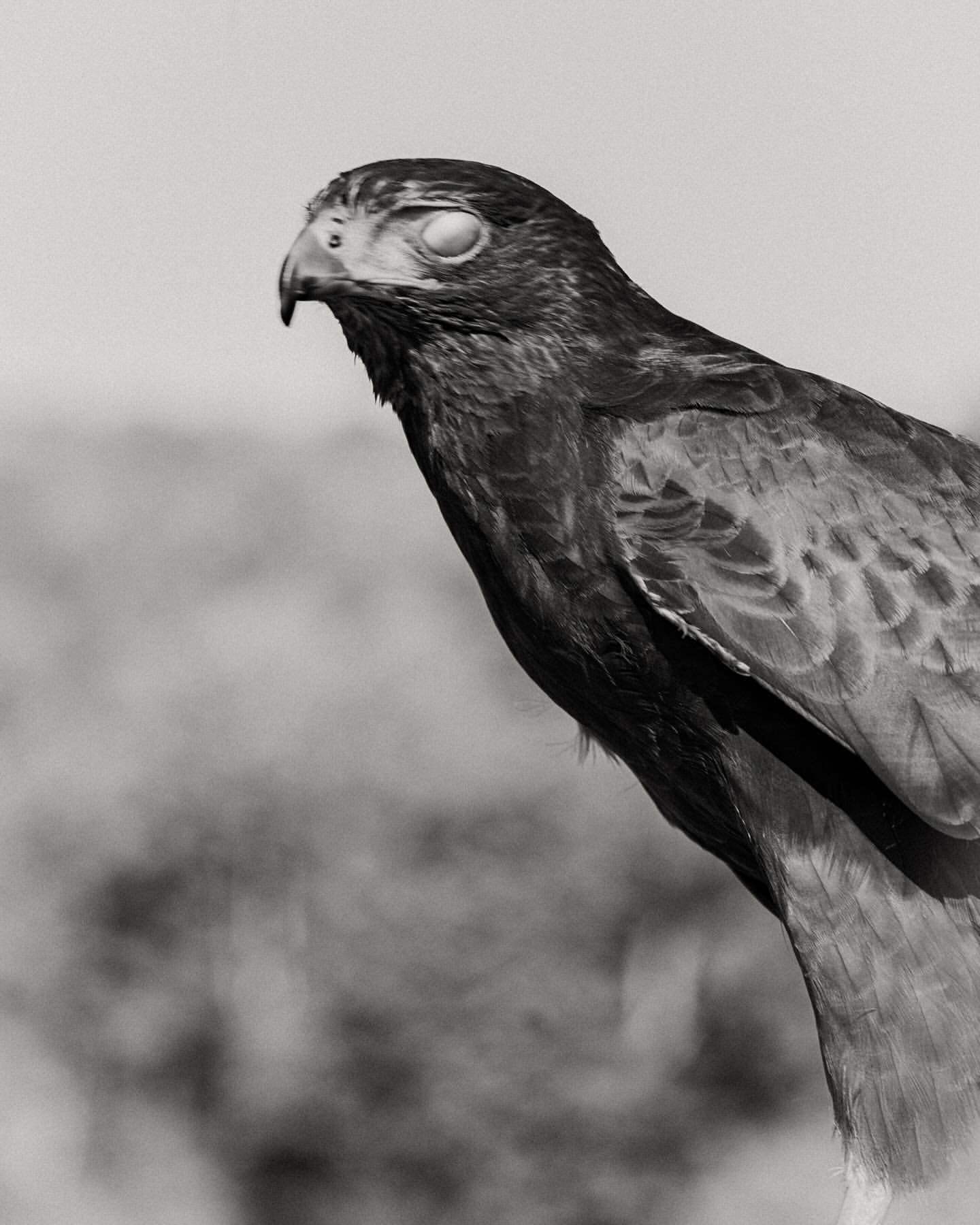 Monochrome close-up of a bird of prey, possibly a falcon or hawk, with its eyes closed, against a blurred, neutral background.
