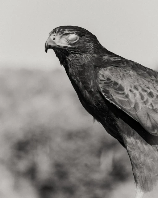 Monochrome close-up of a bird of prey, possibly a falcon or hawk, with its eyes closed, against a blurred, neutral background. 