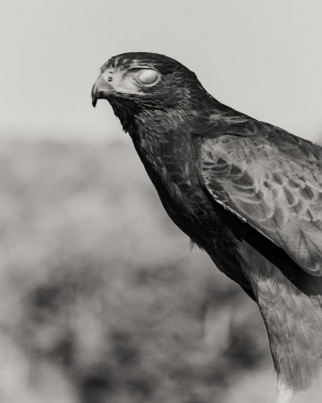 Monochrome close-up of a bird of prey, possibly a falcon or hawk, with its eyes closed, against a blurred, neutral background. 