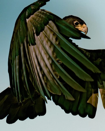 Low angle, close-up view of a golden eagle with green and tan feathers in flight against a pale-blue gradient background.