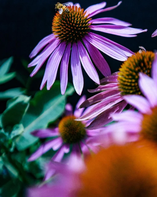Macro photograph of a honeybee on a purple coneflower, showcasing the intricate details of the flower's petals and the bee's fuzzy body.