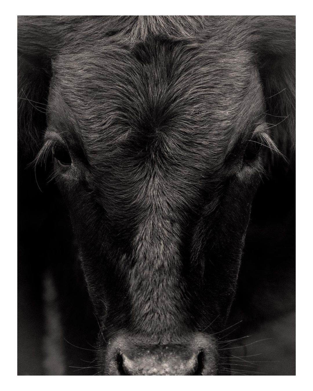 Close-up black and white portrait of a black Angus cow with a narrow depth of field focusing on the animal's head and face.