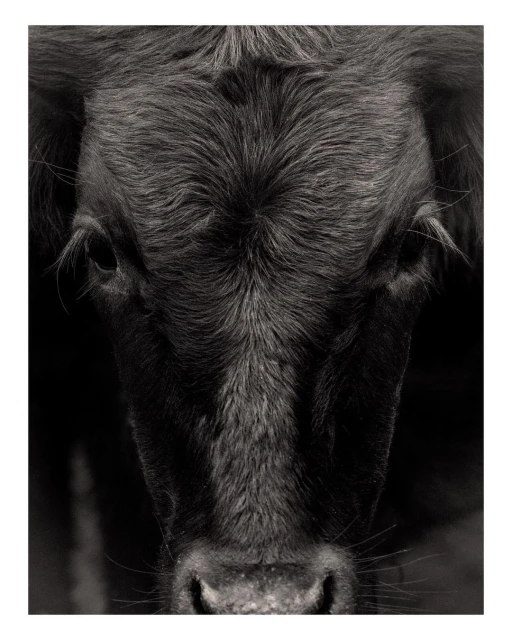 Close-up black and white portrait of a black Angus cow with a narrow depth of field focusing on the animal's head and face.