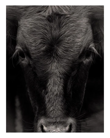 Close-up black and white portrait of a black Angus cow with a narrow depth of field focusing on the animal's head and face.