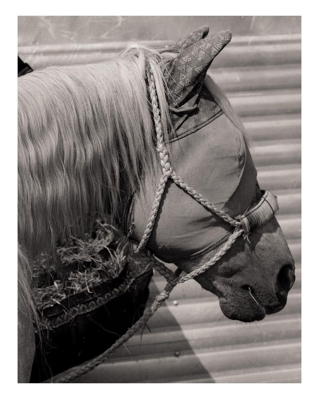 Monochrome portrait of a horse's head with braided halter and decorative head covering, set against a corrugated background.