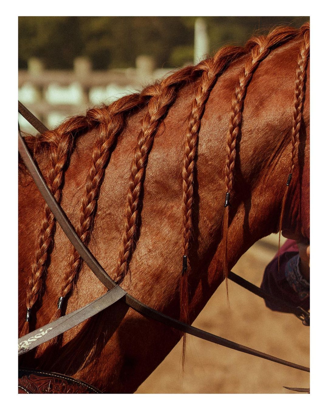 Chestnut horse with a braided mane, brown bridle, and harness in an outdoor setting, creating a visually appealing equine portrait.