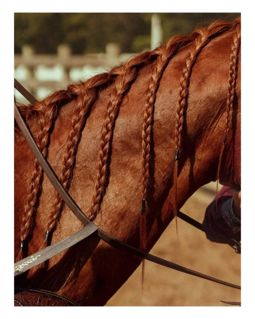 Chestnut horse with a braided mane, brown bridle, and harness in an outdoor setting, creating a visually appealing equine portrait.