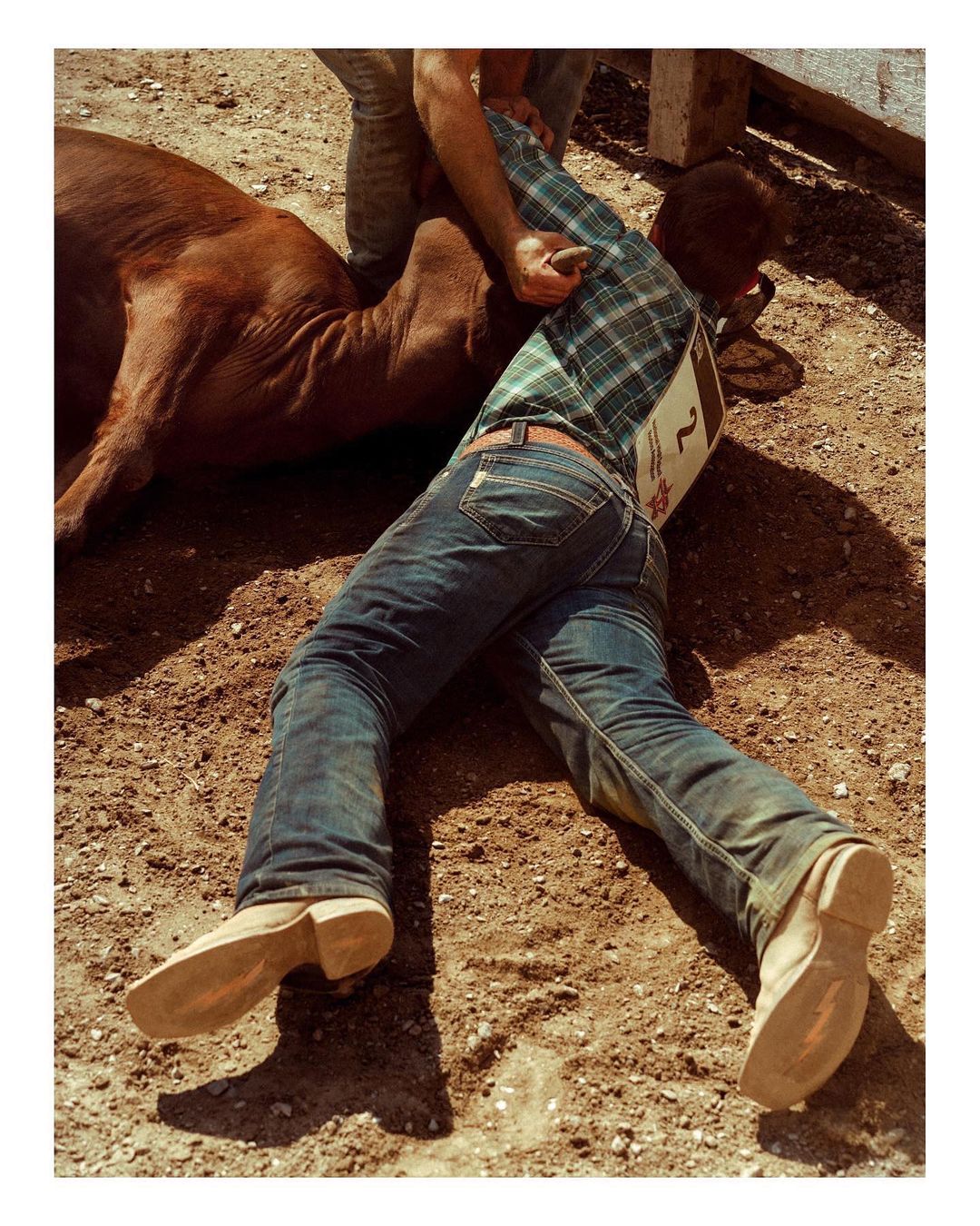A man in a plaid shirt and jeans wrestles a brown steer on a dirt ground outdoors. The scene captures a moment of physical exertion and animal interaction.