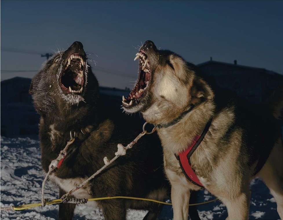 Two sled dogs with open mouths, possibly howling, attached to a line in a snowy, outdoor environment under low lighting conditions.