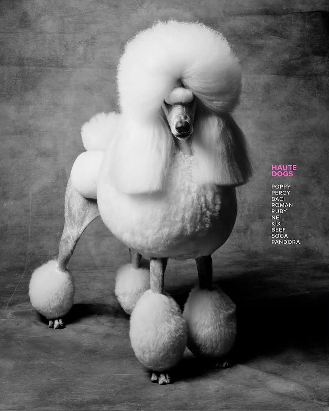 Elegant white standard poodle in studio portrait with fluffy groomed fur and a black and white colour palette.