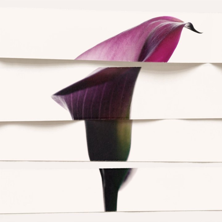 Abstract floral art featuring a sliced calla lily with purple and white petals, creatively presented on a white background.