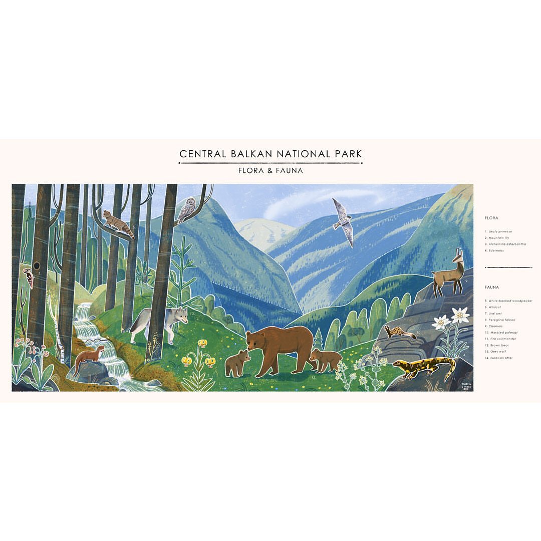Illustration of Central Balkan National Park's flora and fauna, featuring bears, wolves, deer, birds, flowers, and a waterfall.