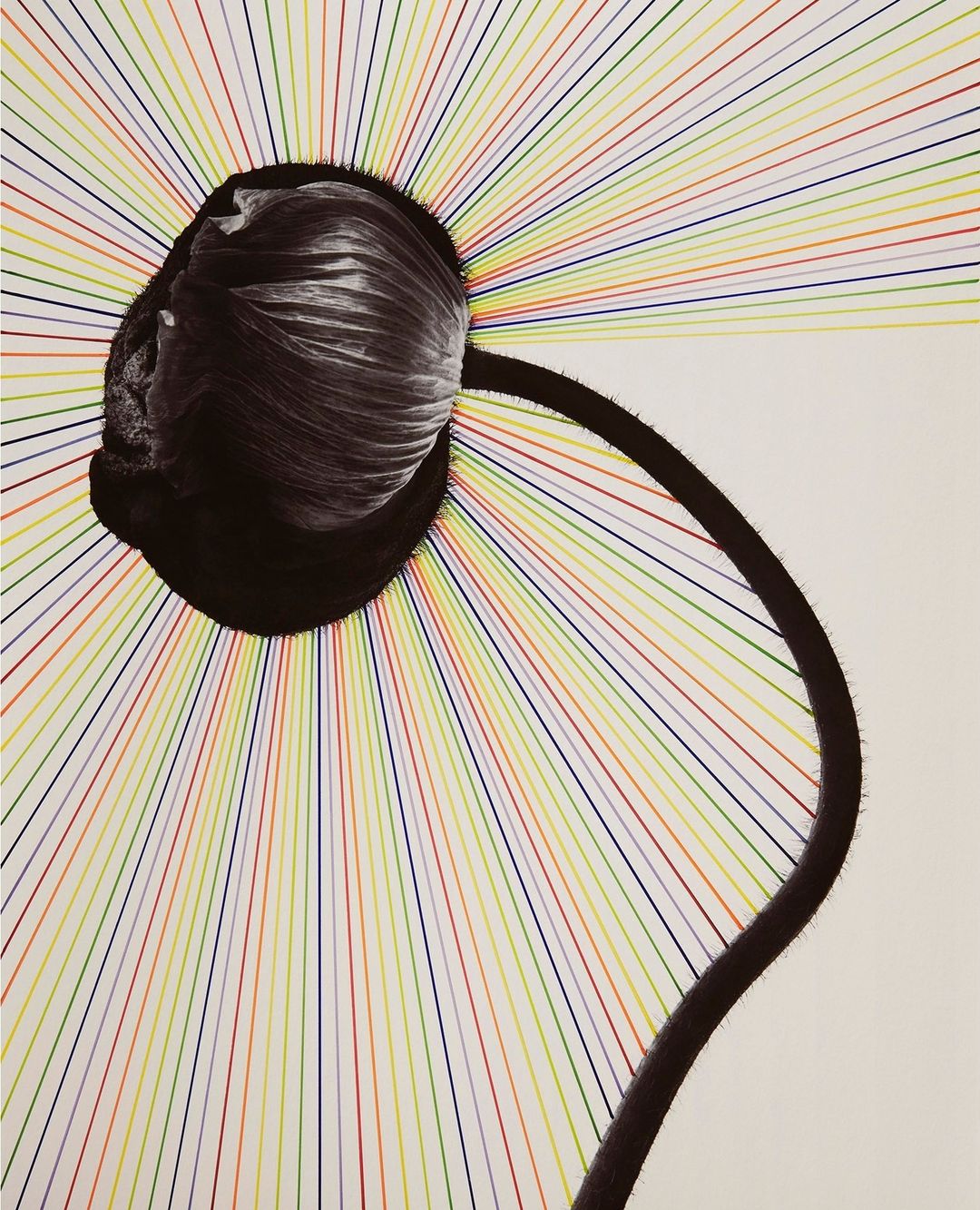 Abstract photo of a black flower bud against a white background with radiating colored lines creating a burst effect.