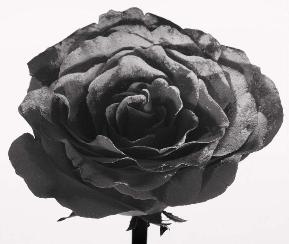 Monochrome photo of a rose blossom with curled petals. The flower head is centrally framed against a stark white background.
