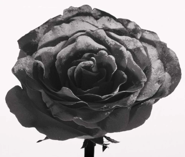 Monochrome photo of a rose blossom with curled petals. The flower head is centrally framed against a stark white background.