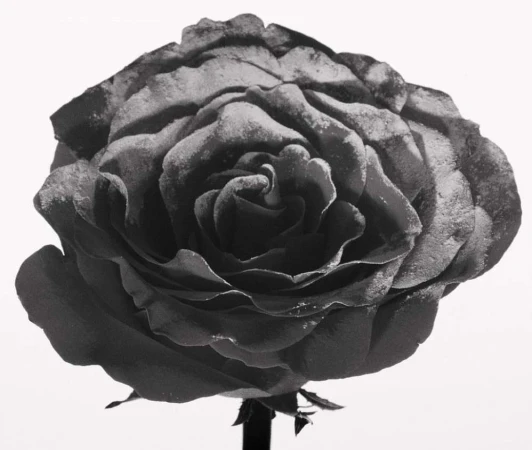 Monochrome photo of a rose blossom with curled petals. The flower head is centrally framed against a stark white background.