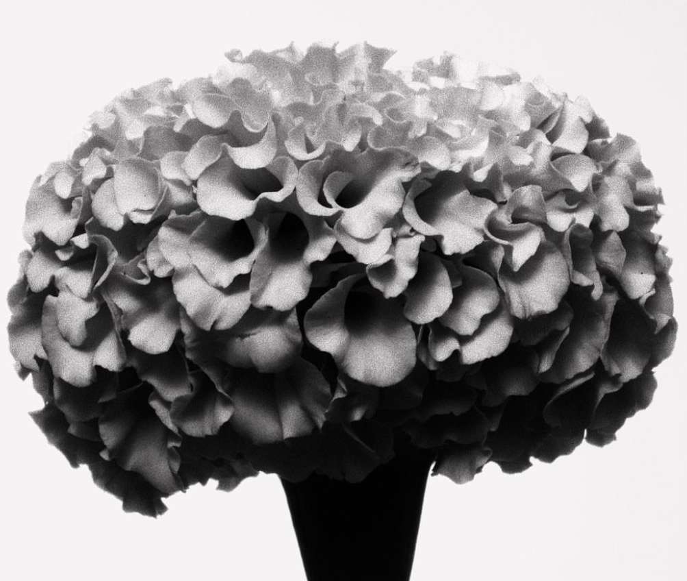 Black and white photograph of a flower blossom in a vase. The flower's petals form a rounded shape, and the vase is tall and narrow.