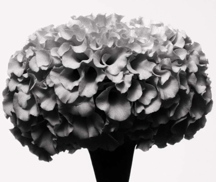 Black and white photograph of a flower blossom in a vase. The flower's petals form a rounded shape, and the vase is tall and narrow.