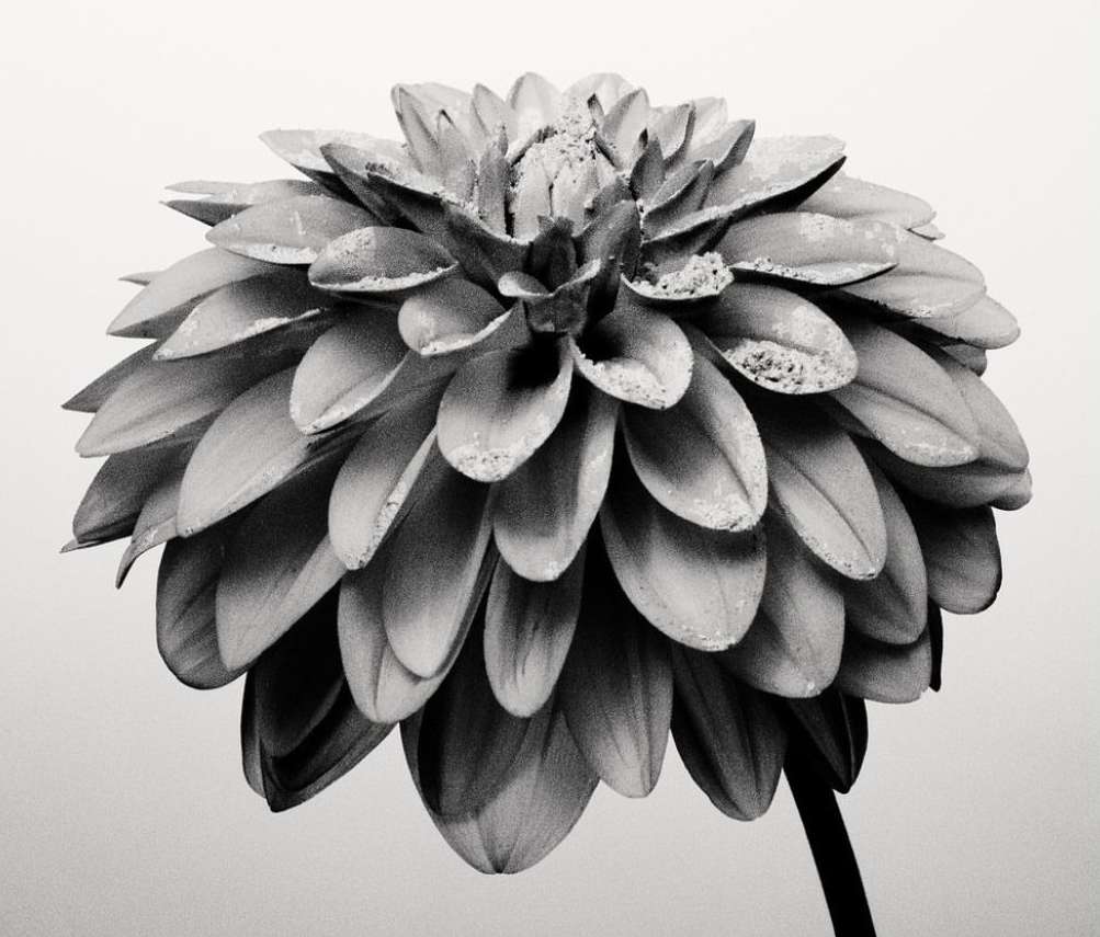 Monochrome close-up of a dahlia flower, featuring intricate petal arrangement and a contrasting stem against a light background.