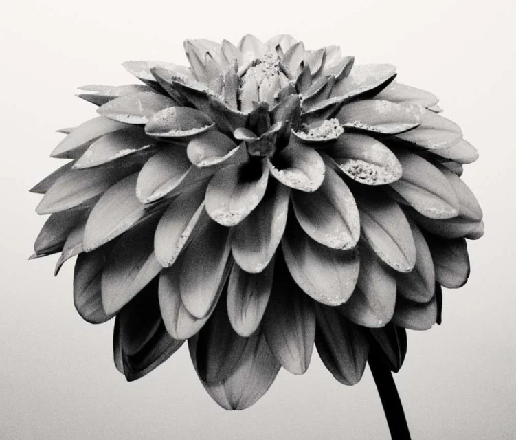 Monochrome close-up of a dahlia flower, featuring intricate petal arrangement and a contrasting stem against a light background.