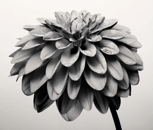 Monochrome close-up of a dahlia flower, featuring intricate petal arrangement and a contrasting stem against a light background.
