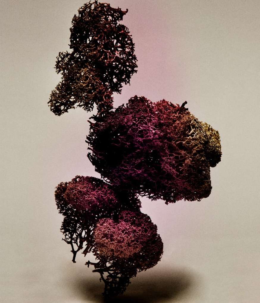 Abstract plant with deep purple hues and intricate, textured details against a plain backdrop, casting a soft shadow.