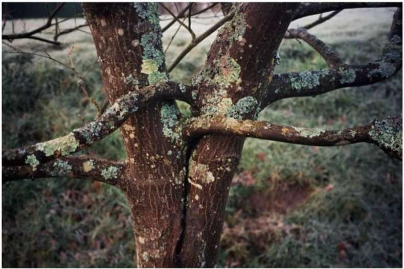 Close up of a tree trunk and branches with moss and lichen in an outdoor setting with grass visible in the background.