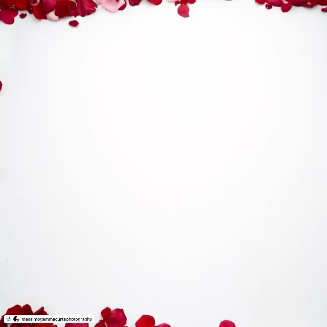 Close-up of red and pink rose petals arranged along the top and bottom edges of a stark white background, creating a clean and minimalist look.