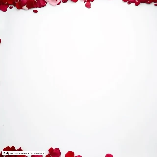 Close-up of red and pink rose petals arranged along the top and bottom edges of a stark white background, creating a clean and minimalist look.