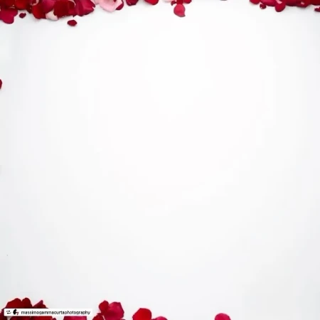 Close-up of red and pink rose petals arranged along the top and bottom edges of a stark white background, creating a clean and minimalist look.