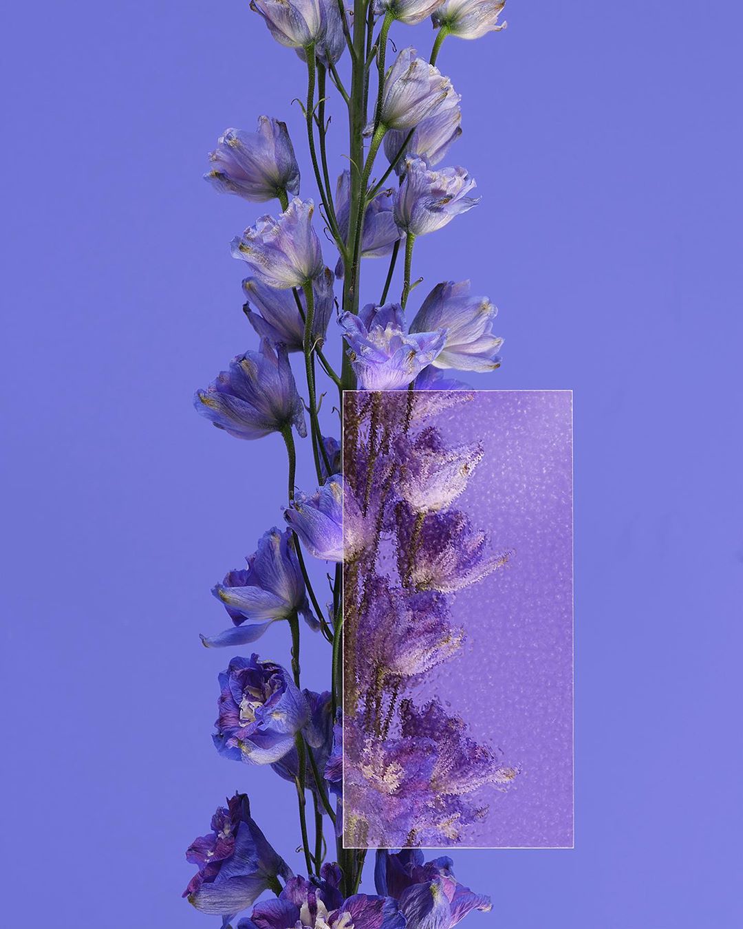 Close-up vertical shot of purple delphinium flowers on a purple background, one section with a blurry, rain-splattered texture overlay.