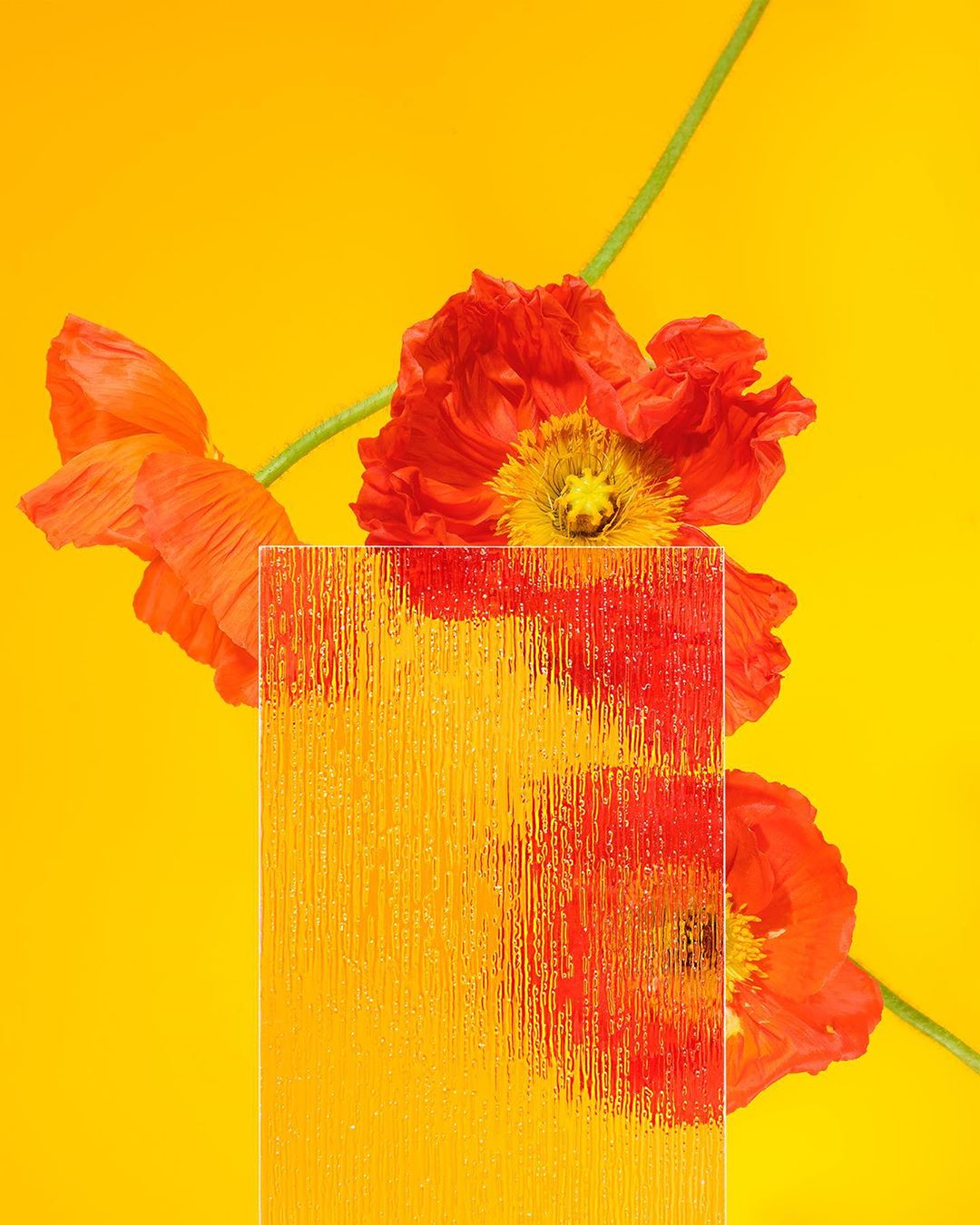 Red poppies are framed by a textured glass pane against a solid yellow background in a vibrant, still-life studio composition.