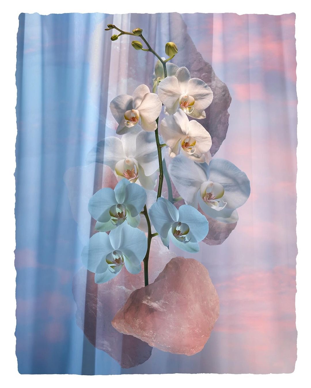 Elegant orchid blossoms in white and blue hues are displayed alongside rose quartz stones against a blurred pastel sunset backdrop.